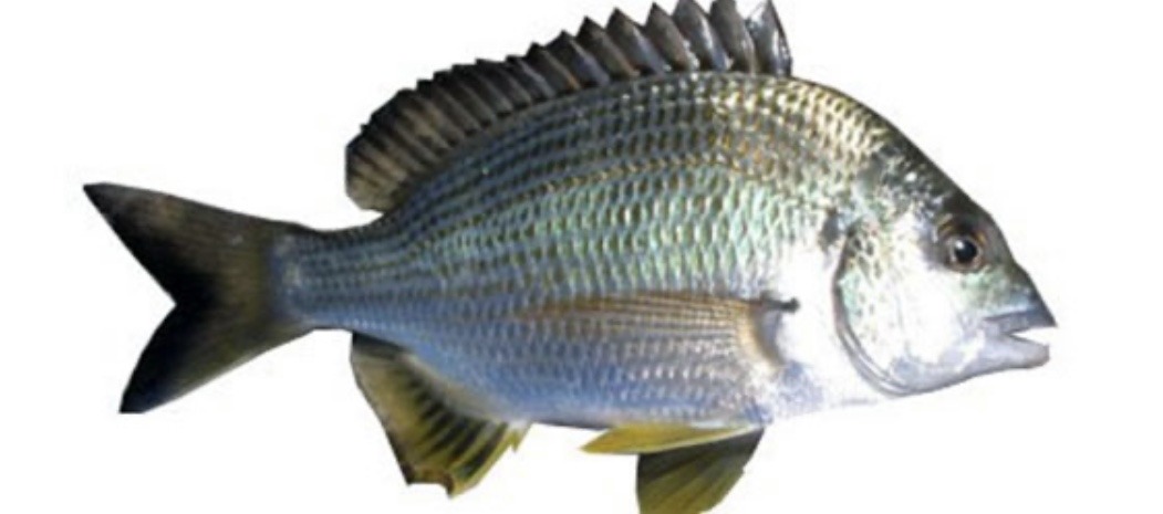 Bream Fish Frozen/Fresh