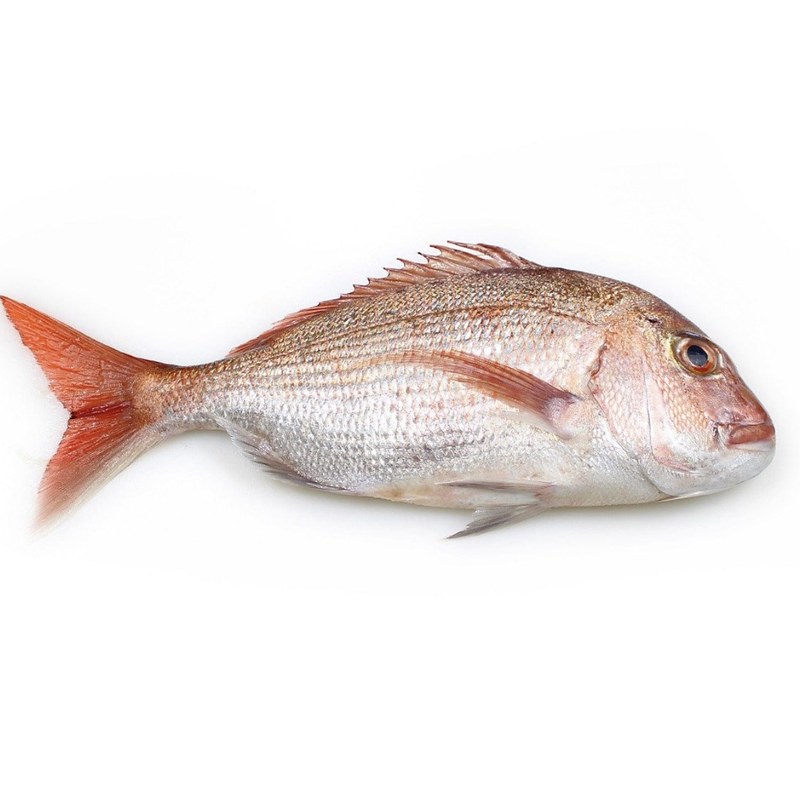 Snapper Fish